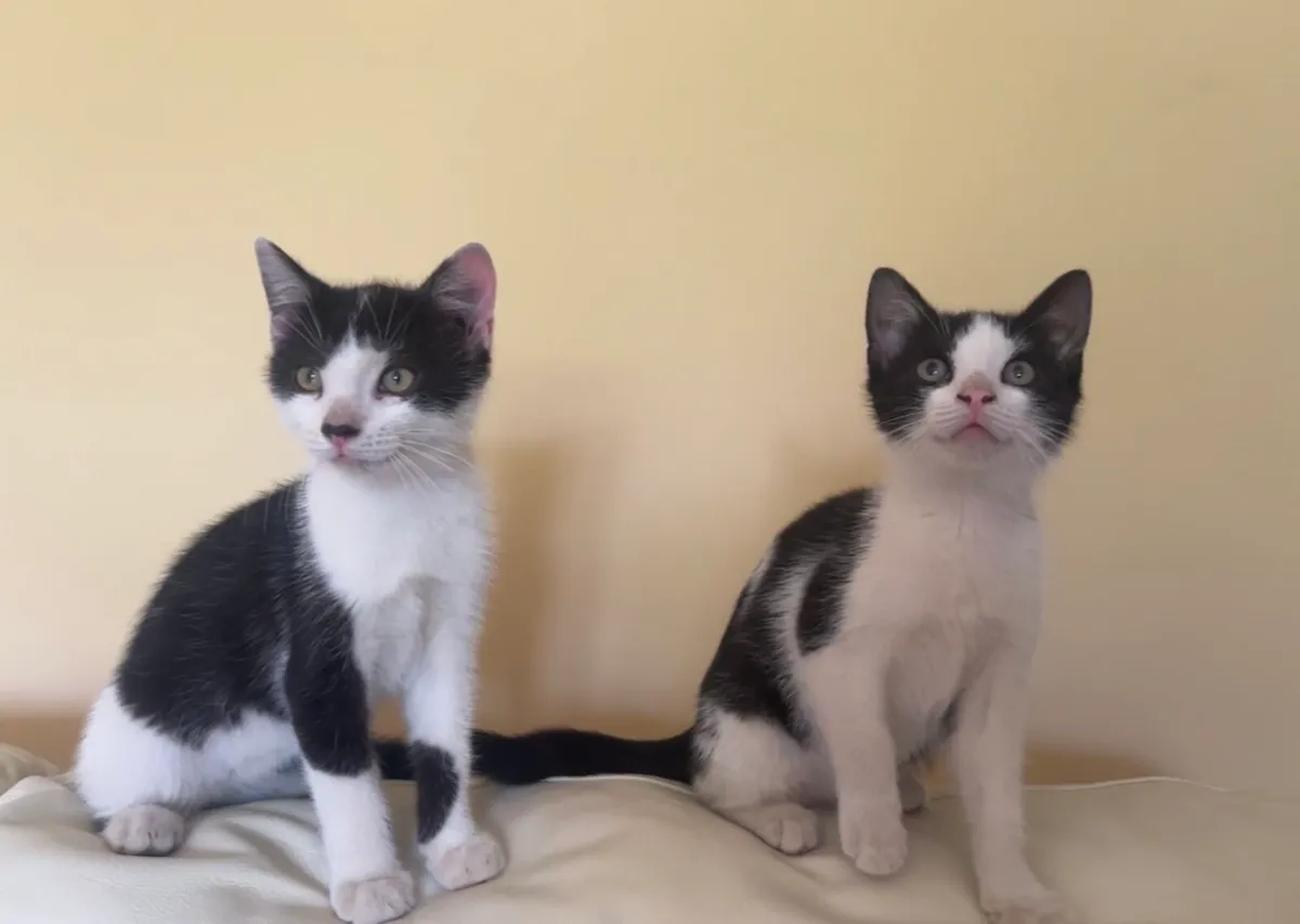 Kittens - Image 1