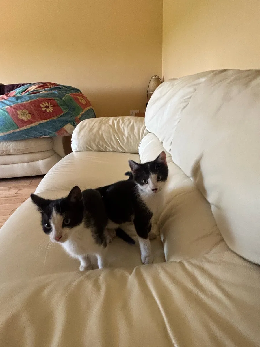 Kittens - Image 2