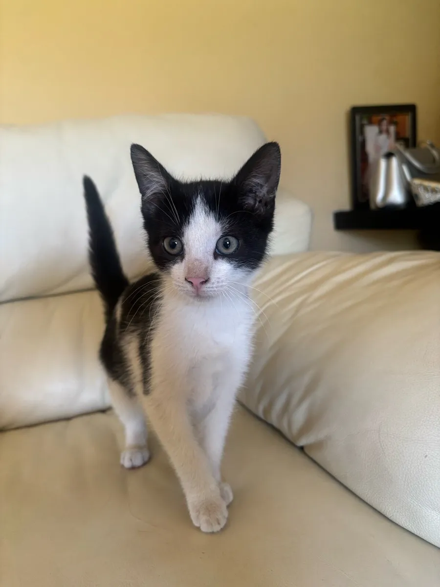 Kittens - Image 3