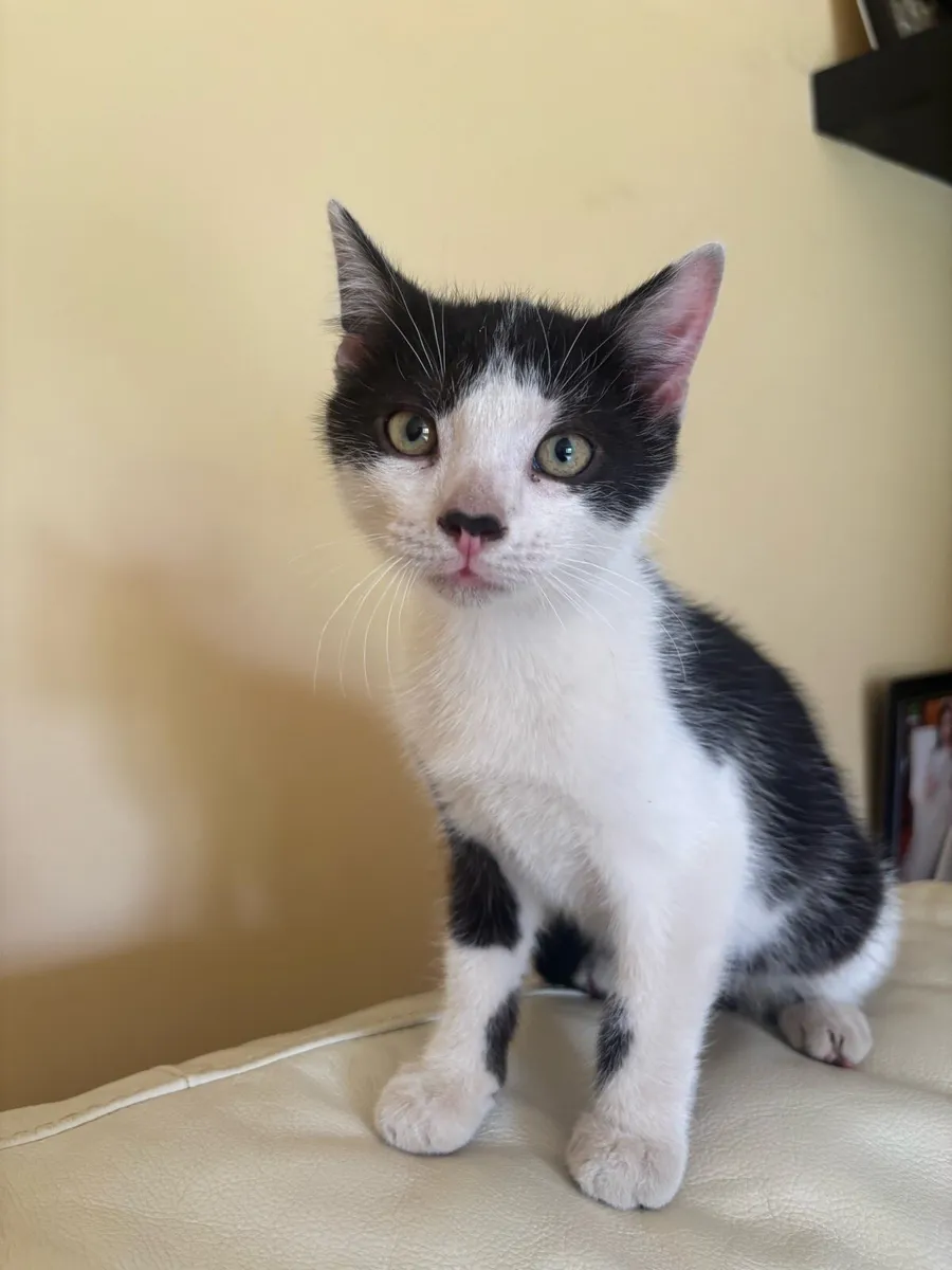 Kittens - Image 4