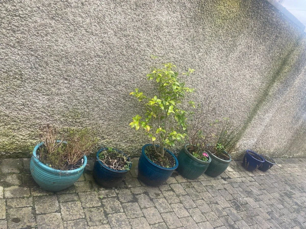 Pots for plants for sale - Image 2