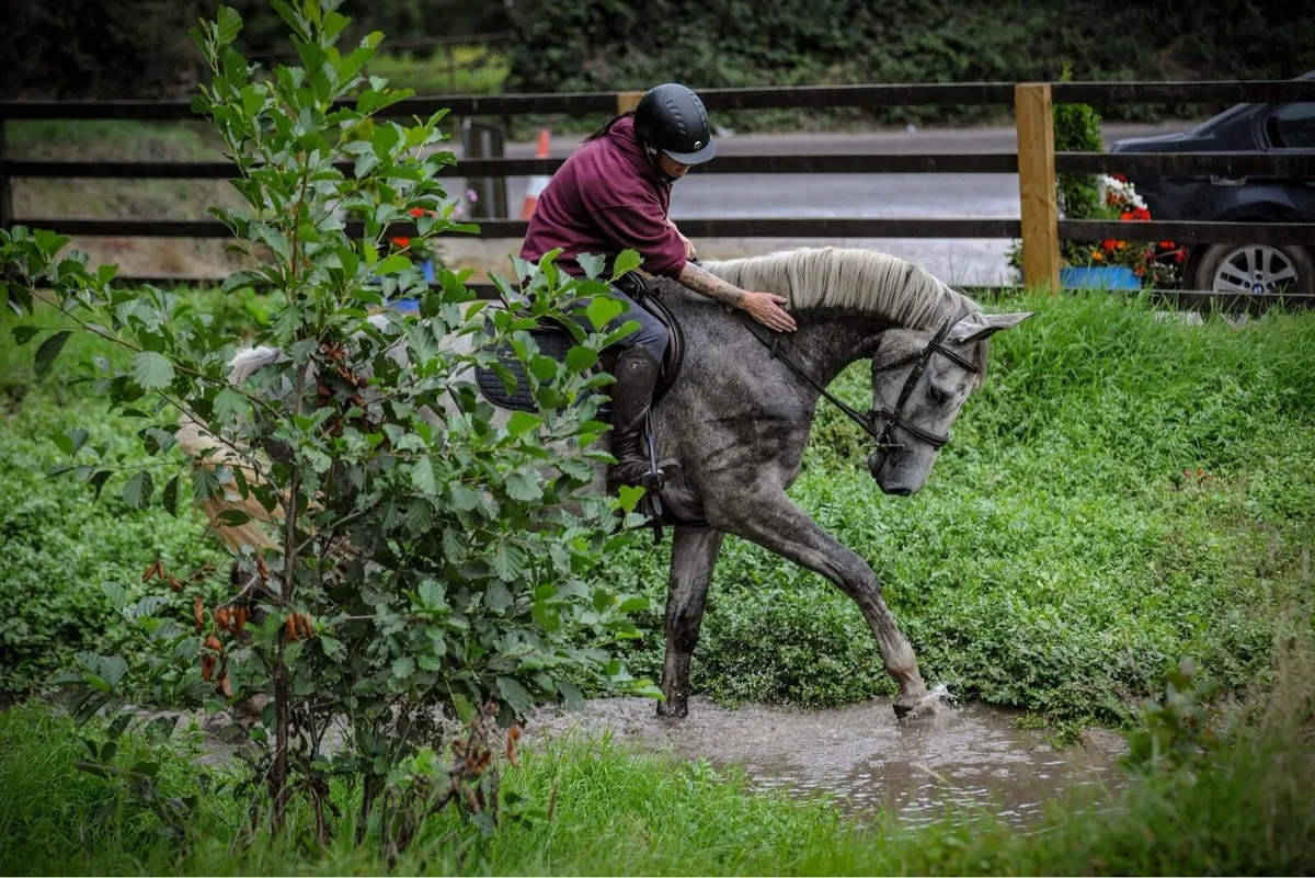5yr old gelding - Image 1
