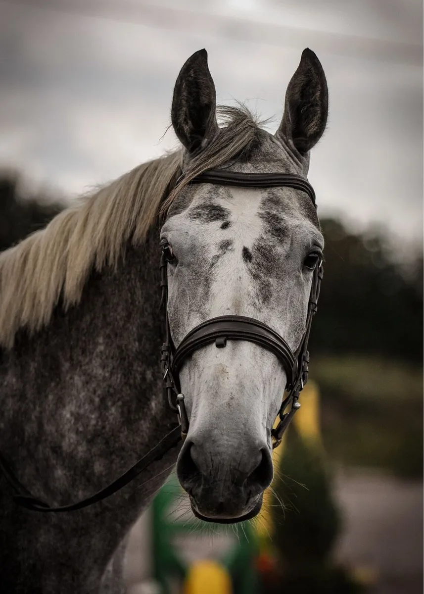 5yr old gelding - Image 2