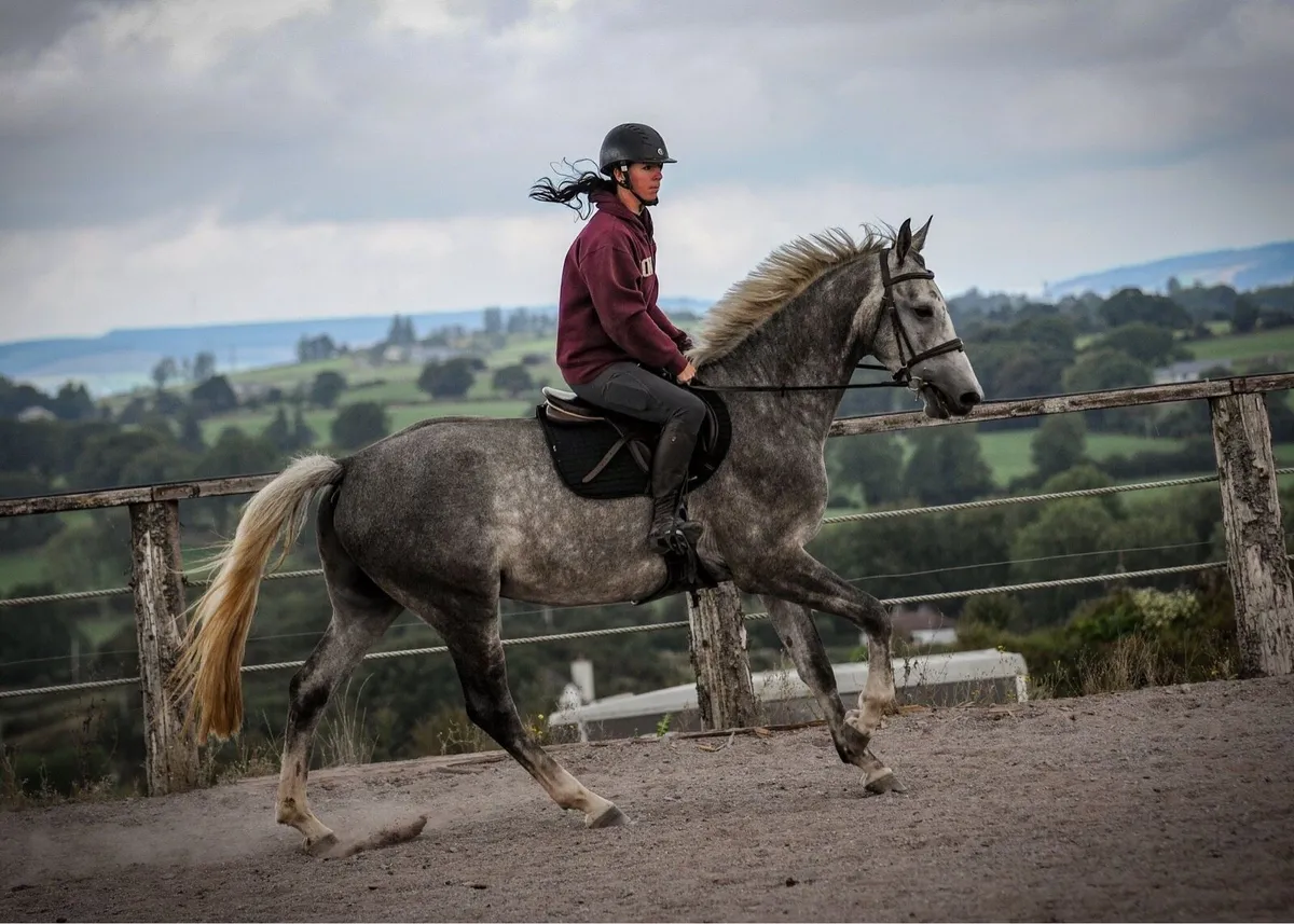 5yr old gelding - Image 4
