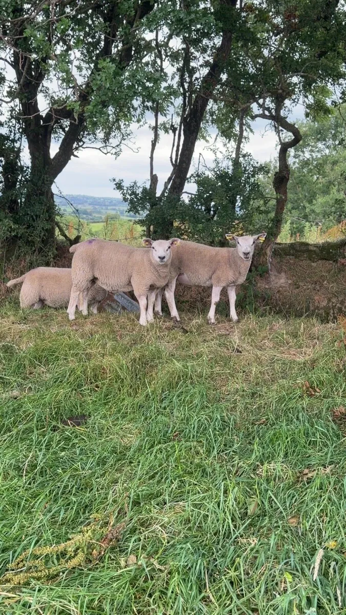Ewe Lambs - Image 1