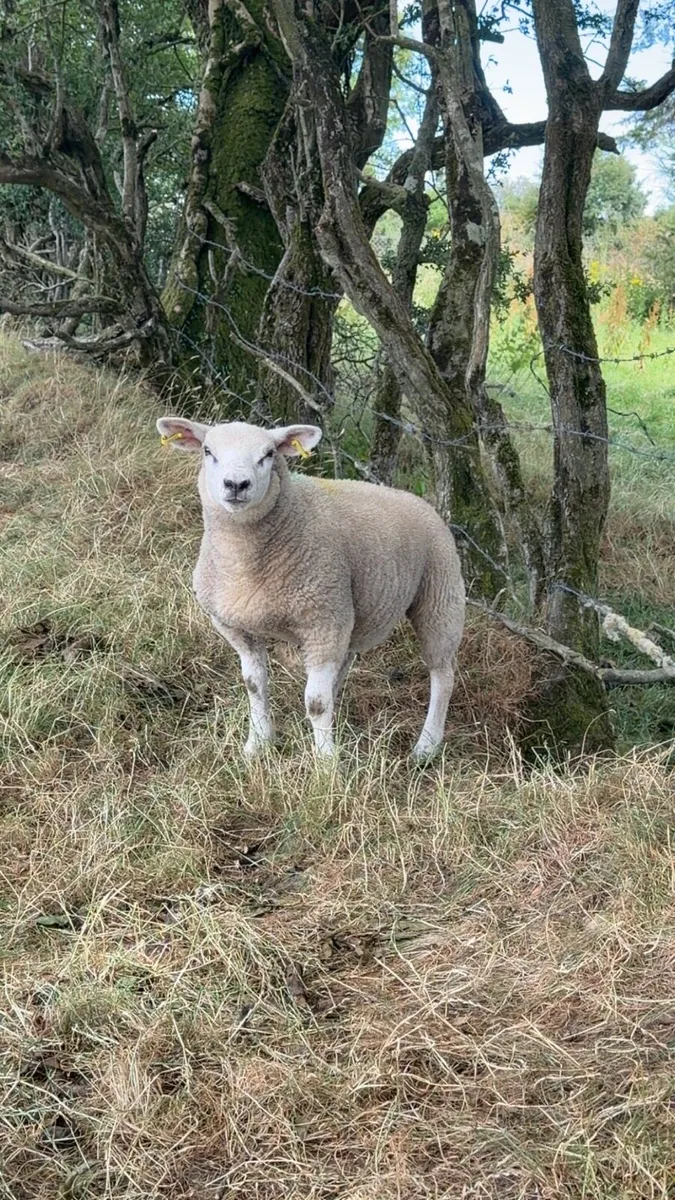 Ewe Lambs - Image 2