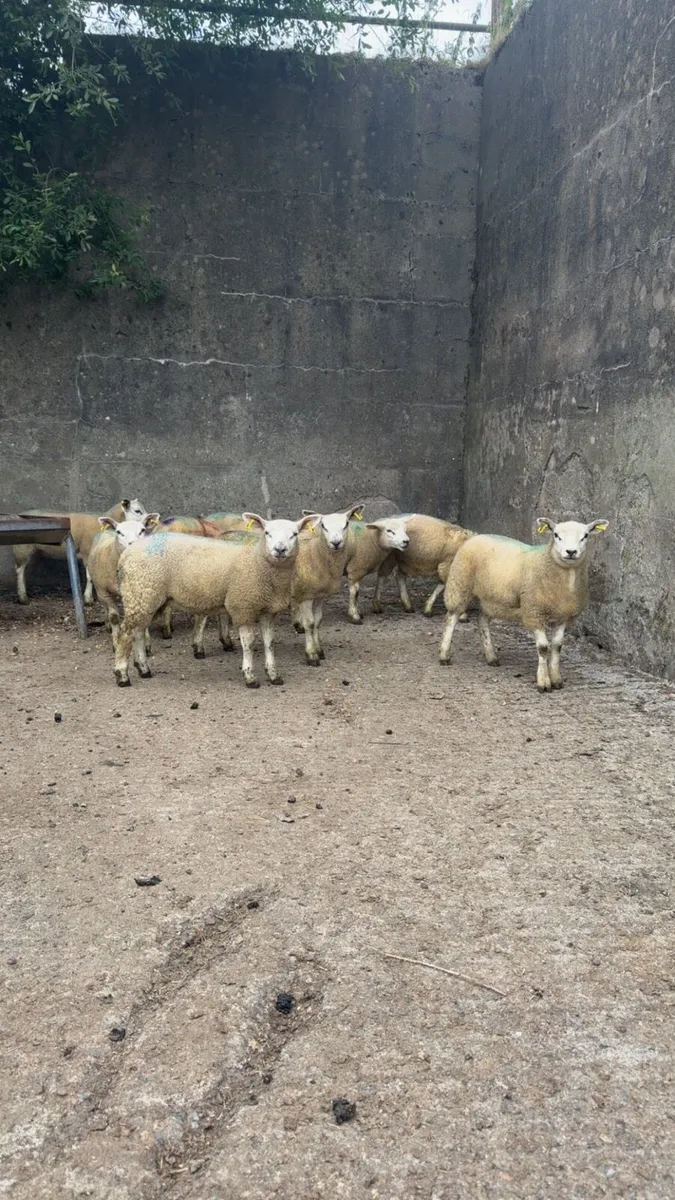 Ewe Lambs - Image 4