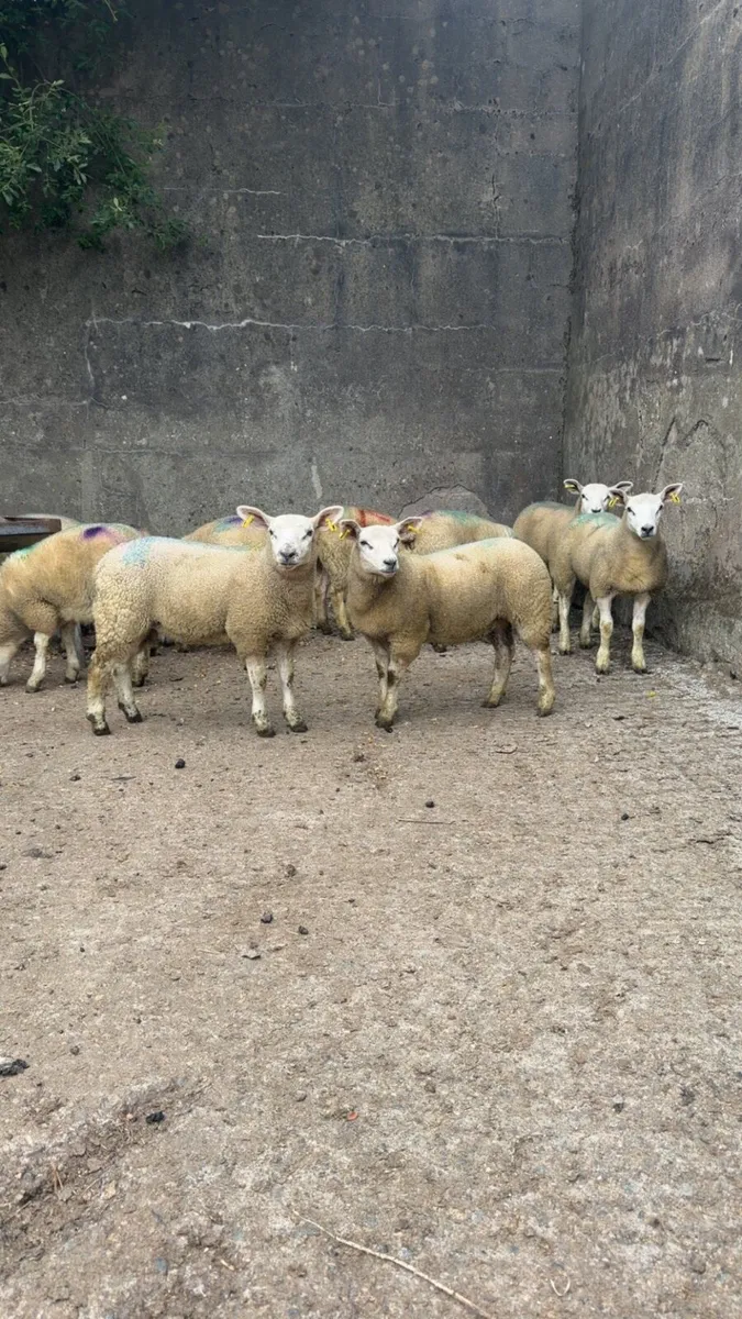 Ewe Lambs - Image 3