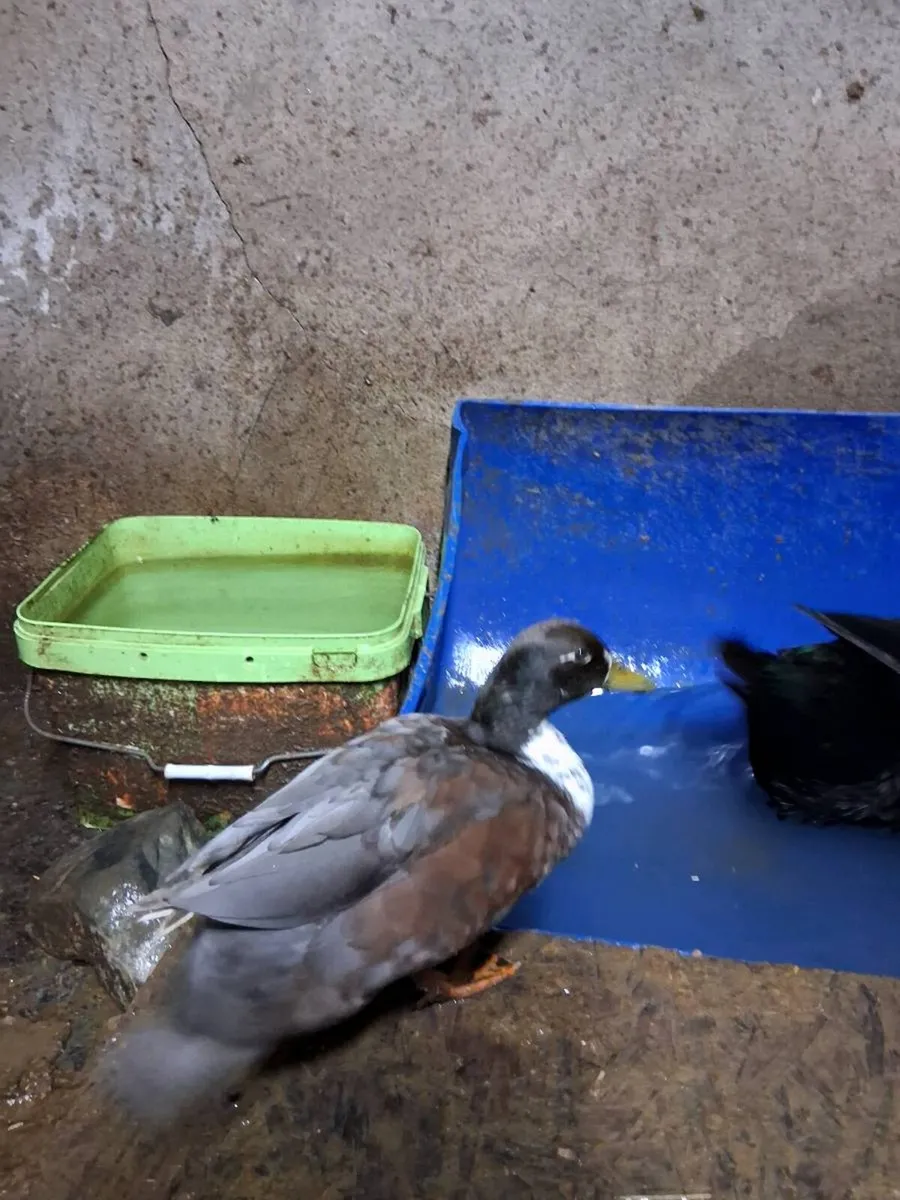 True bantam black pekin pair - Image 4