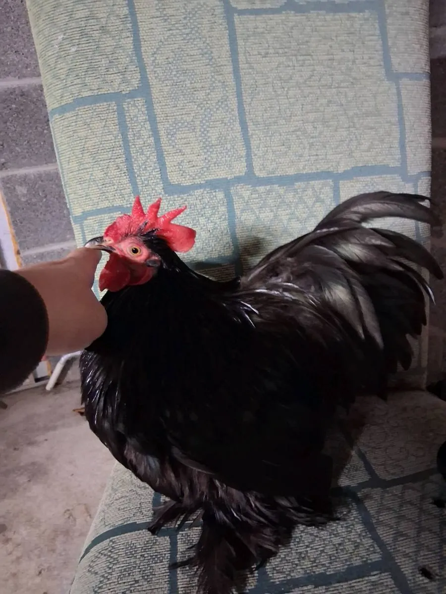 True bantam black pekin pair - Image 1