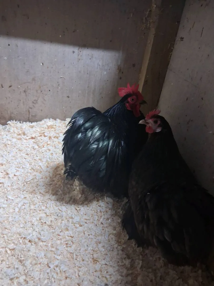 True bantam black pekin pair - Image 2