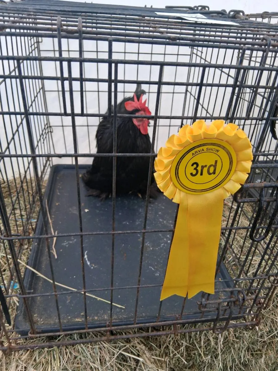 True bantam black pekin pair - Image 3