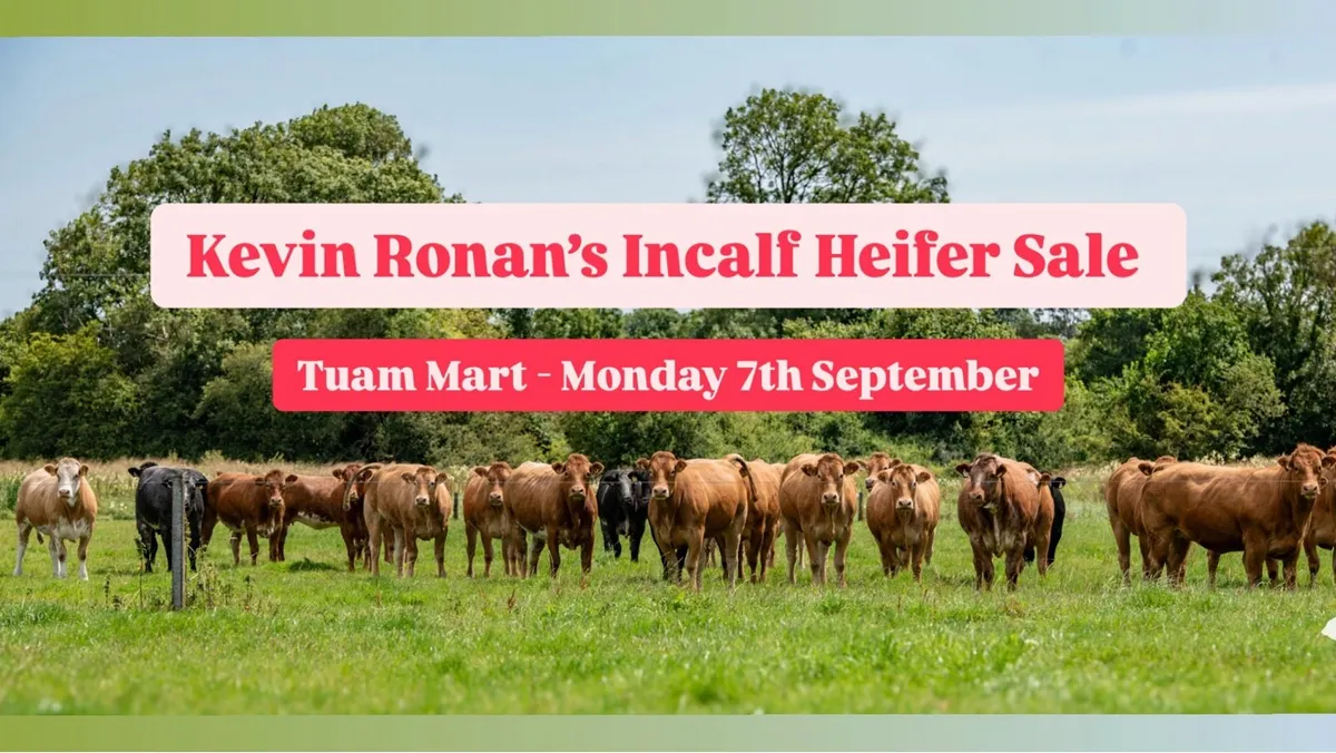 Kevin Ronan’s Incalf Heifer Sale - Image 1