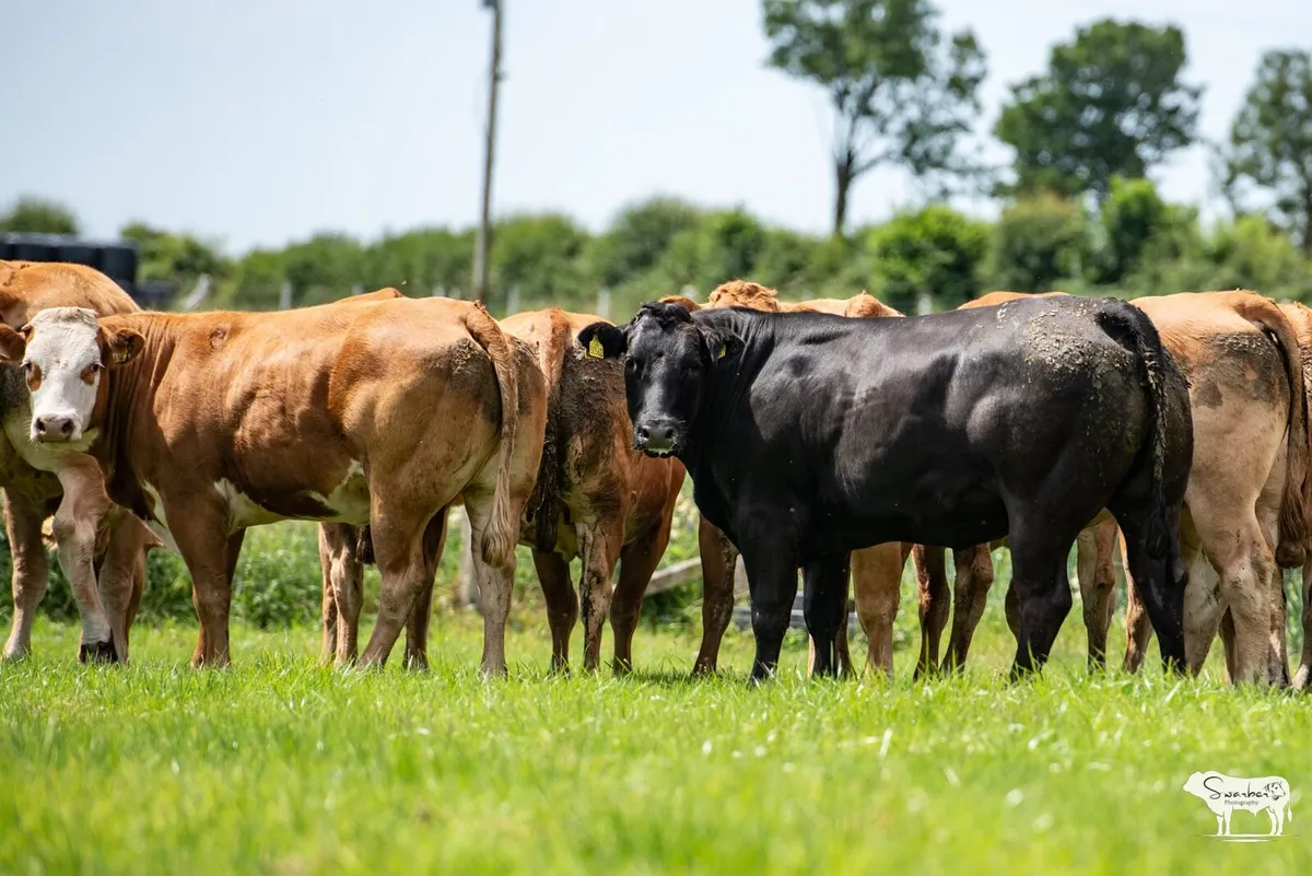 Kevin Ronan’s Incalf Heifer Sale - Image 2