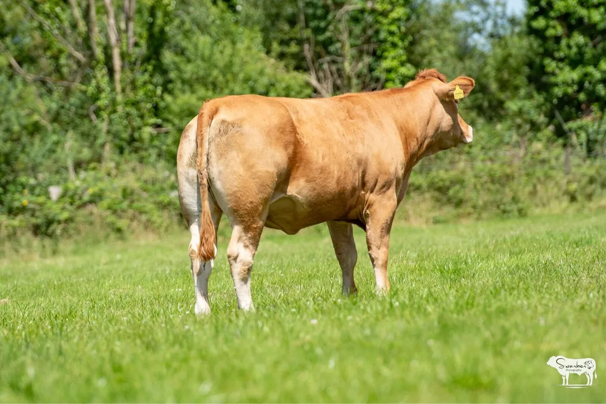 Kevin Ronan’s Incalf Heifer Sale - Image 3