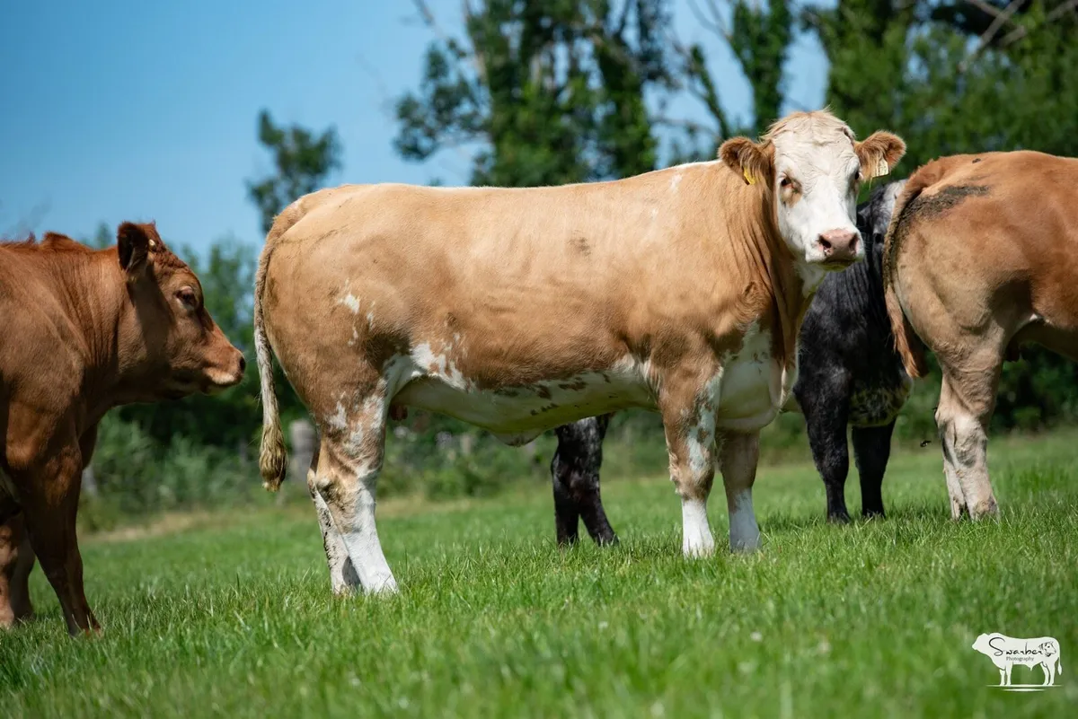 Kevin Ronan’s Incalf Heifer Sale - Image 4