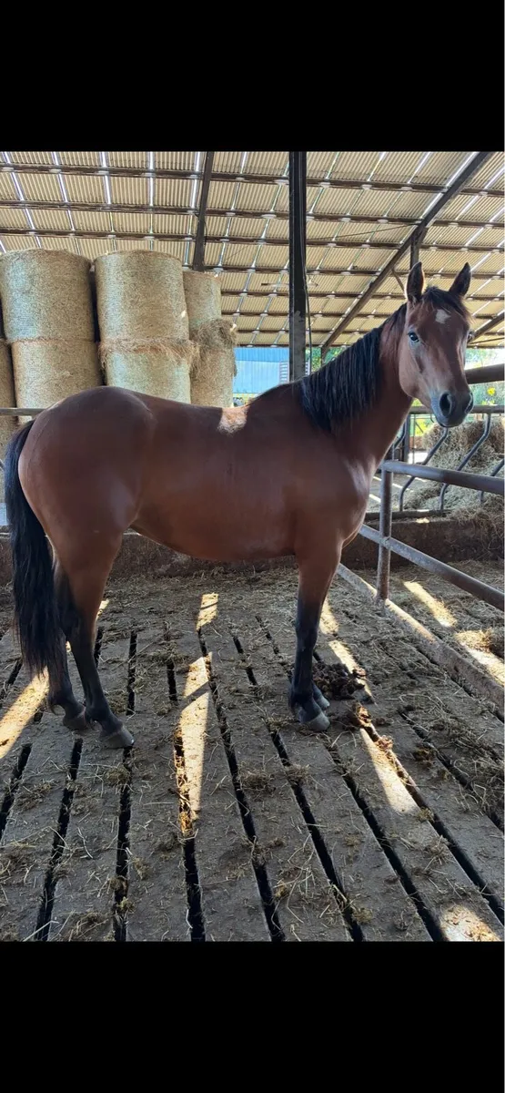 Connemara pony - Image 1