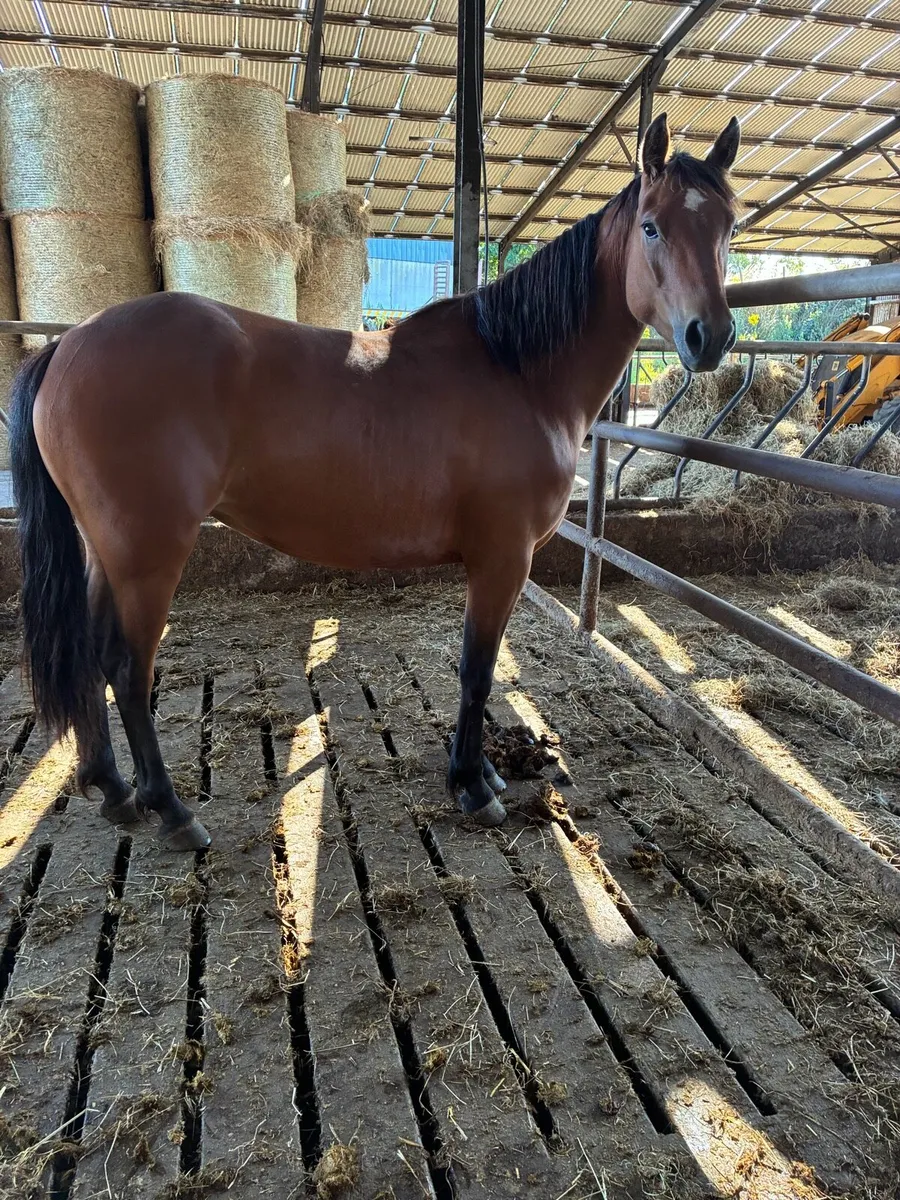 Connemara pony - Image 2