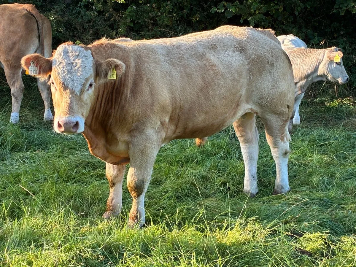 Vasectomised Limousin Homebred Bull