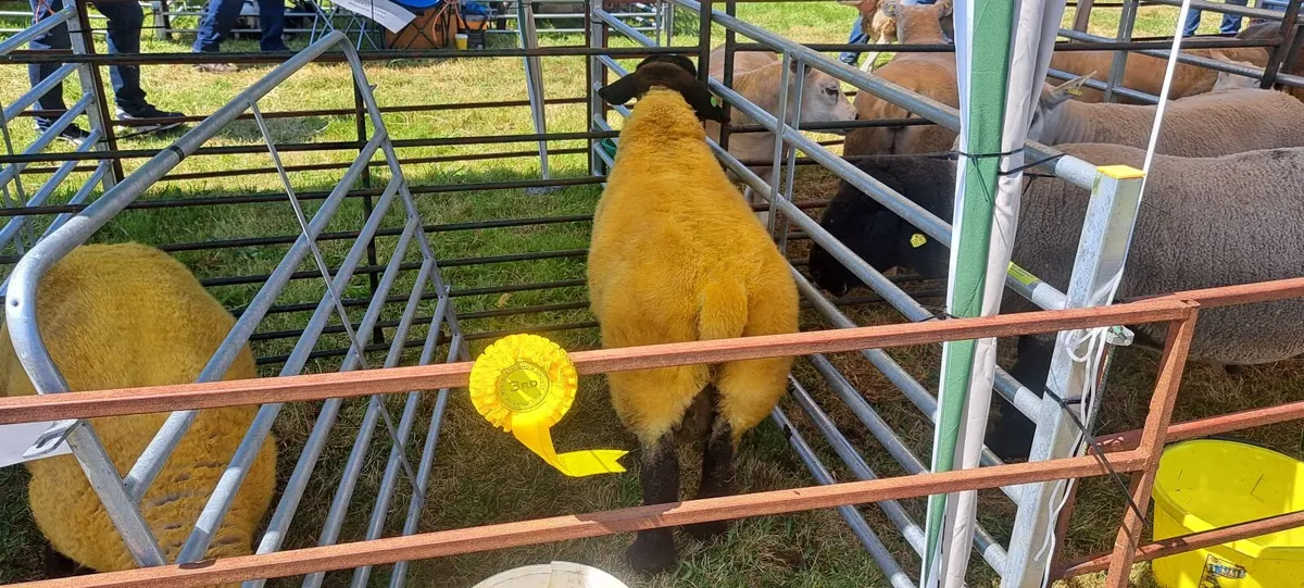 PEDIGREE SUFFOLK SHEEP - Image 1