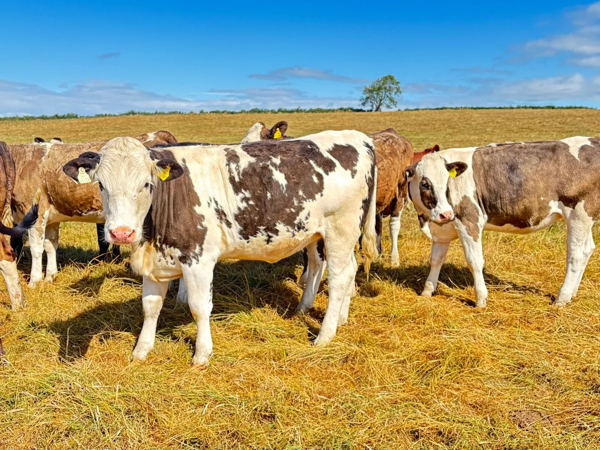 Simmental X heifers - Image 4