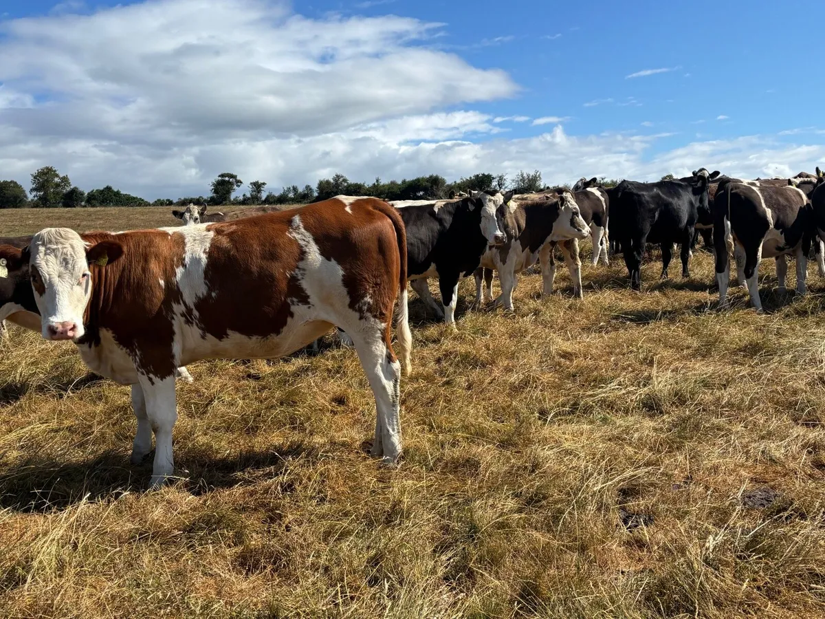 Simmental X heifers - Image 3