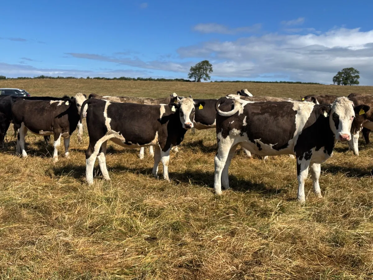 Simmental X heifers - Image 4