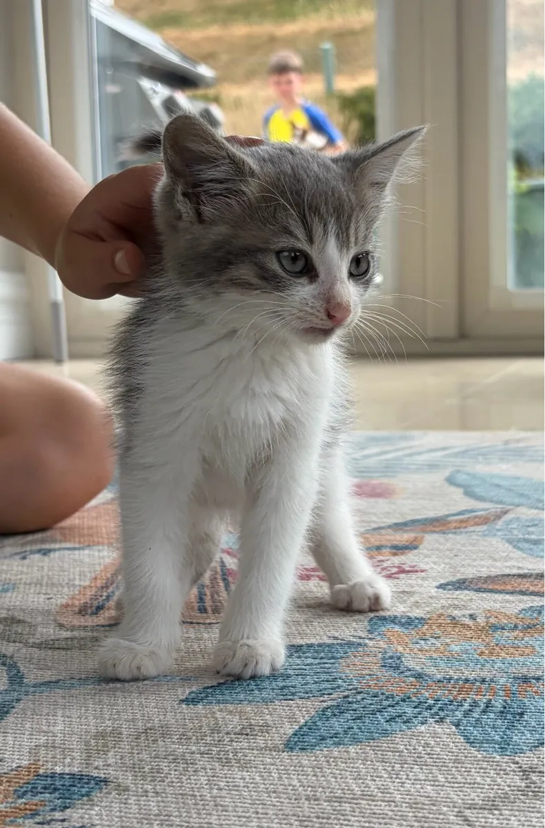 Beautiful kittens *can deliver* - Image 2