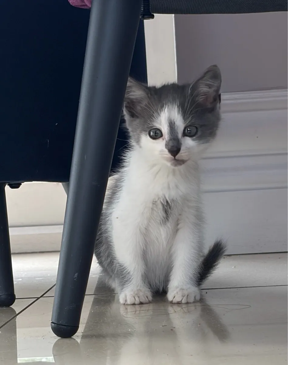 Beautiful kittens *can deliver* - Image 3