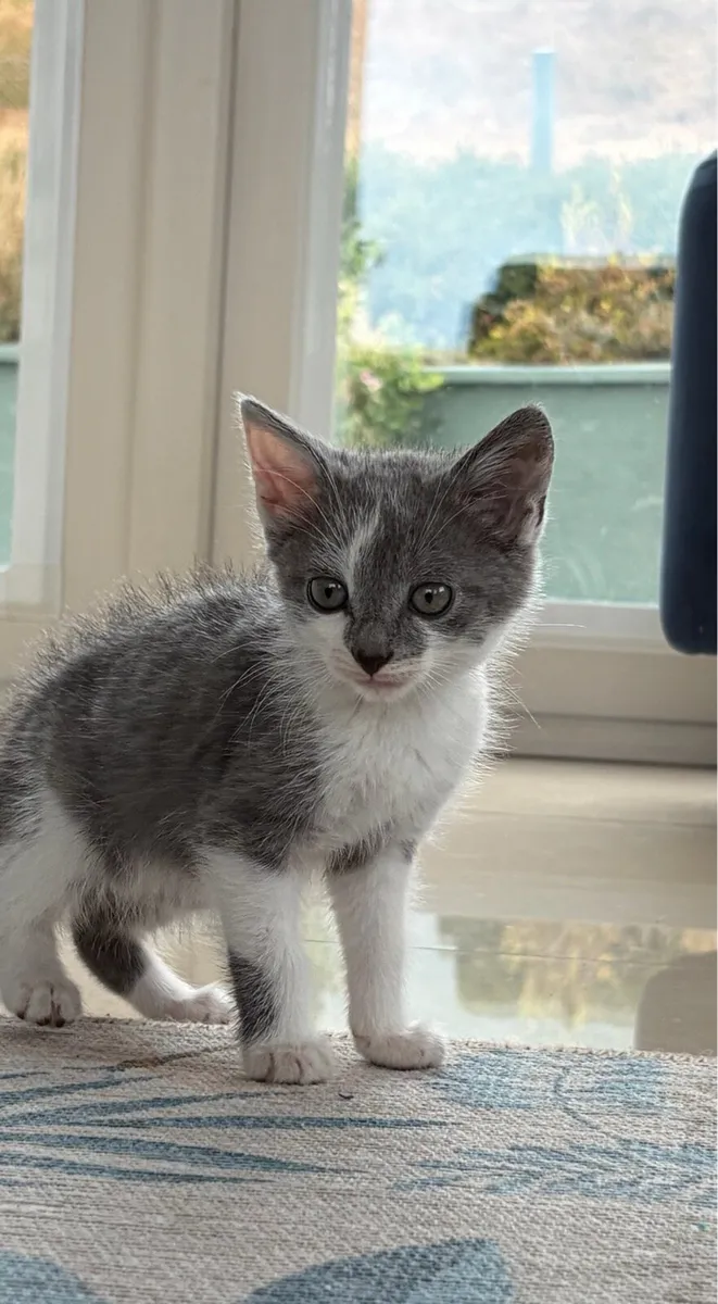 Beautiful kittens *can deliver* - Image 4