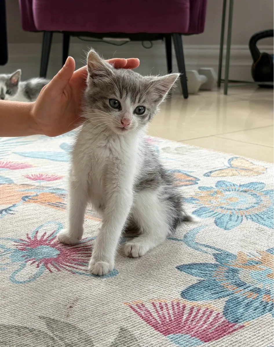 Beautiful kittens *can deliver* - Image 1