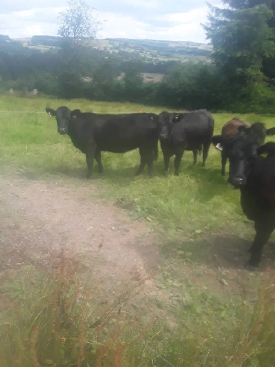 Pedigree regd Angus heifers - Image 1