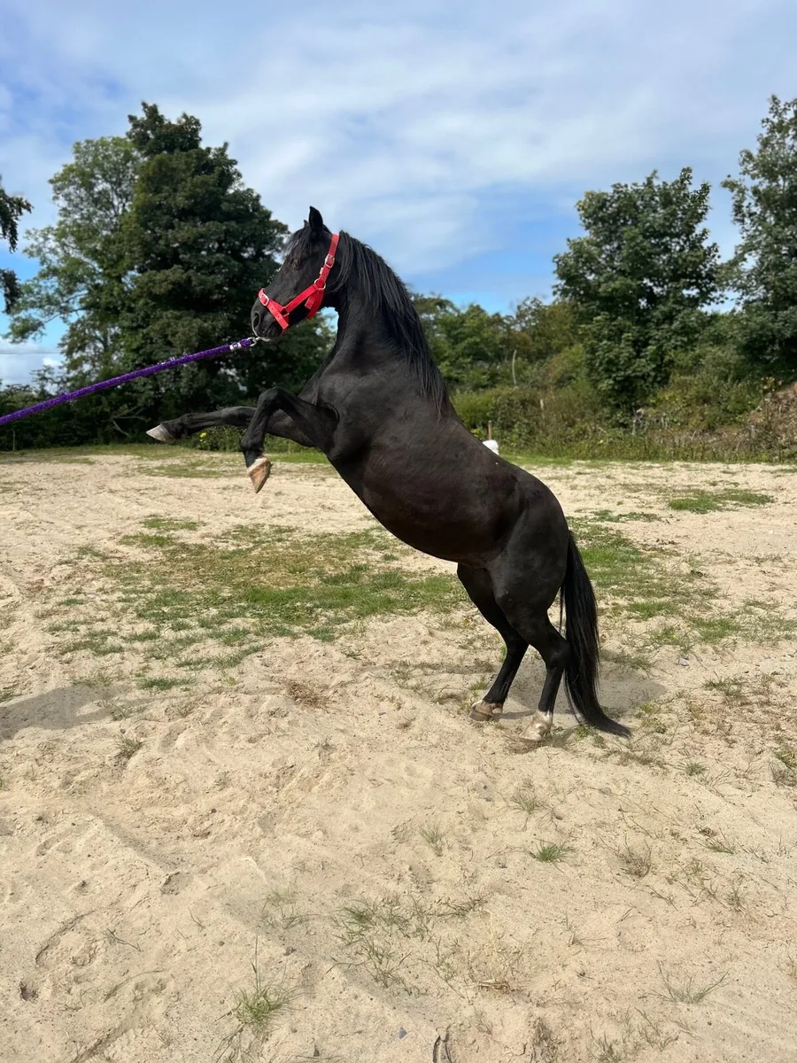 🌸 show pony for sale 🌸 - Image 1