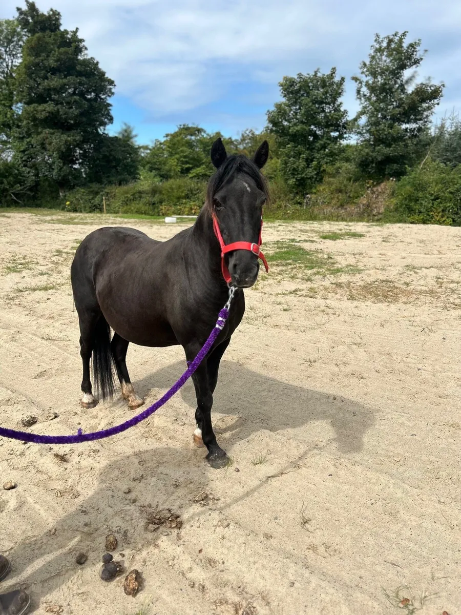 🌸 show pony for sale 🌸 - Image 2