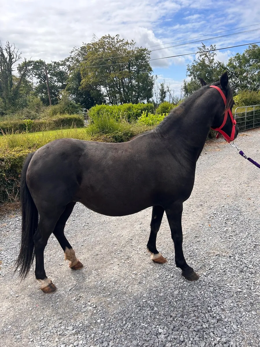 🌸 show pony for sale 🌸 - Image 4