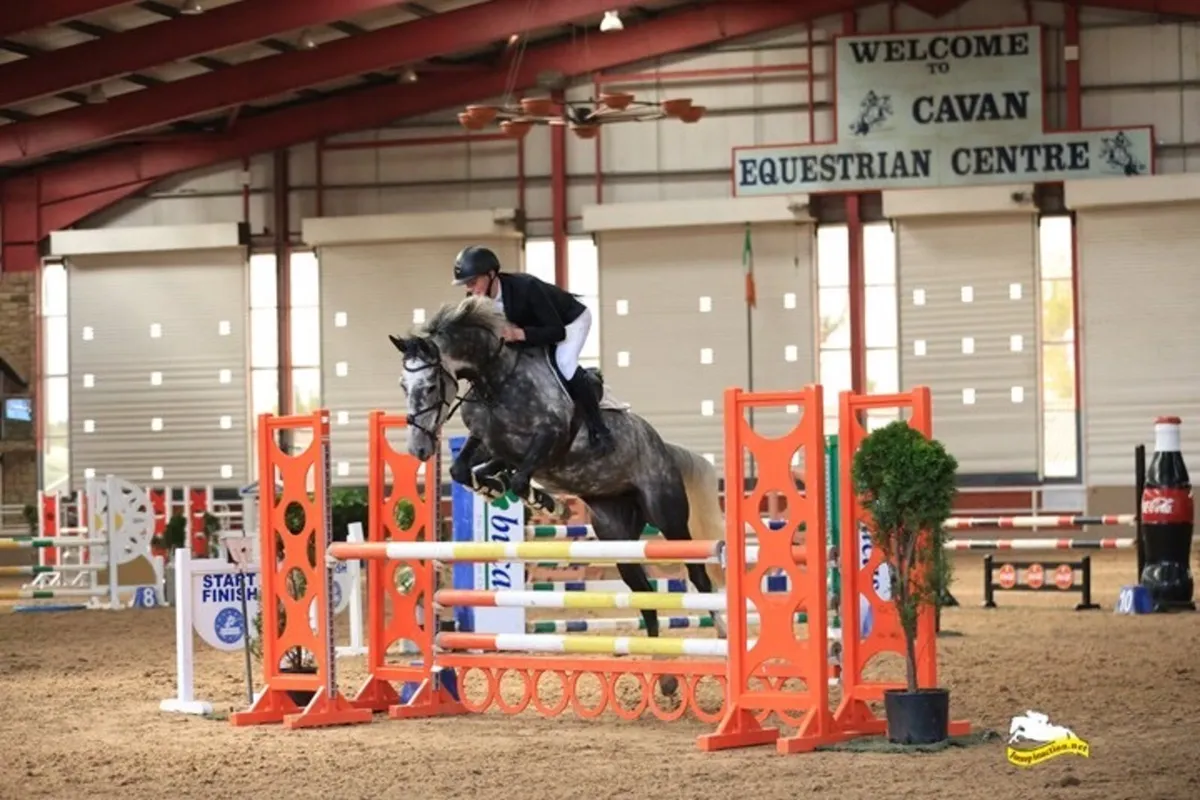 🌟Outstanding 7-Year-Old Grey Mare 🌟 - Image 3