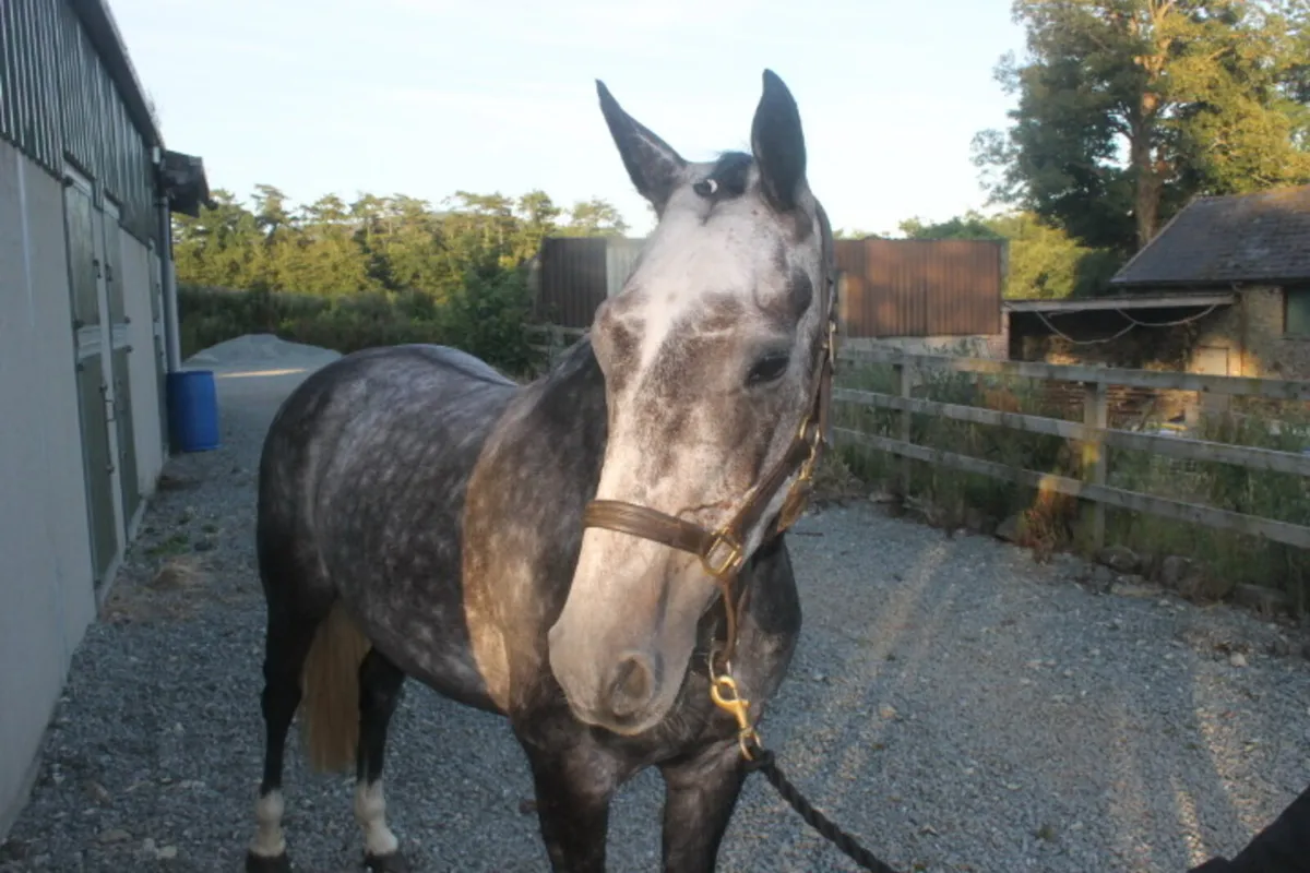 🌟Outstanding 7-Year-Old Grey Mare 🌟 - Image 4