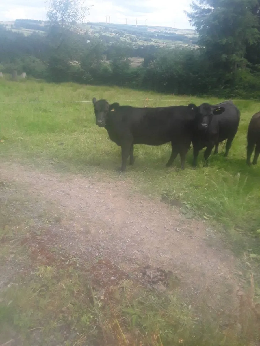 Pedigree regd Angus heifers - Image 2