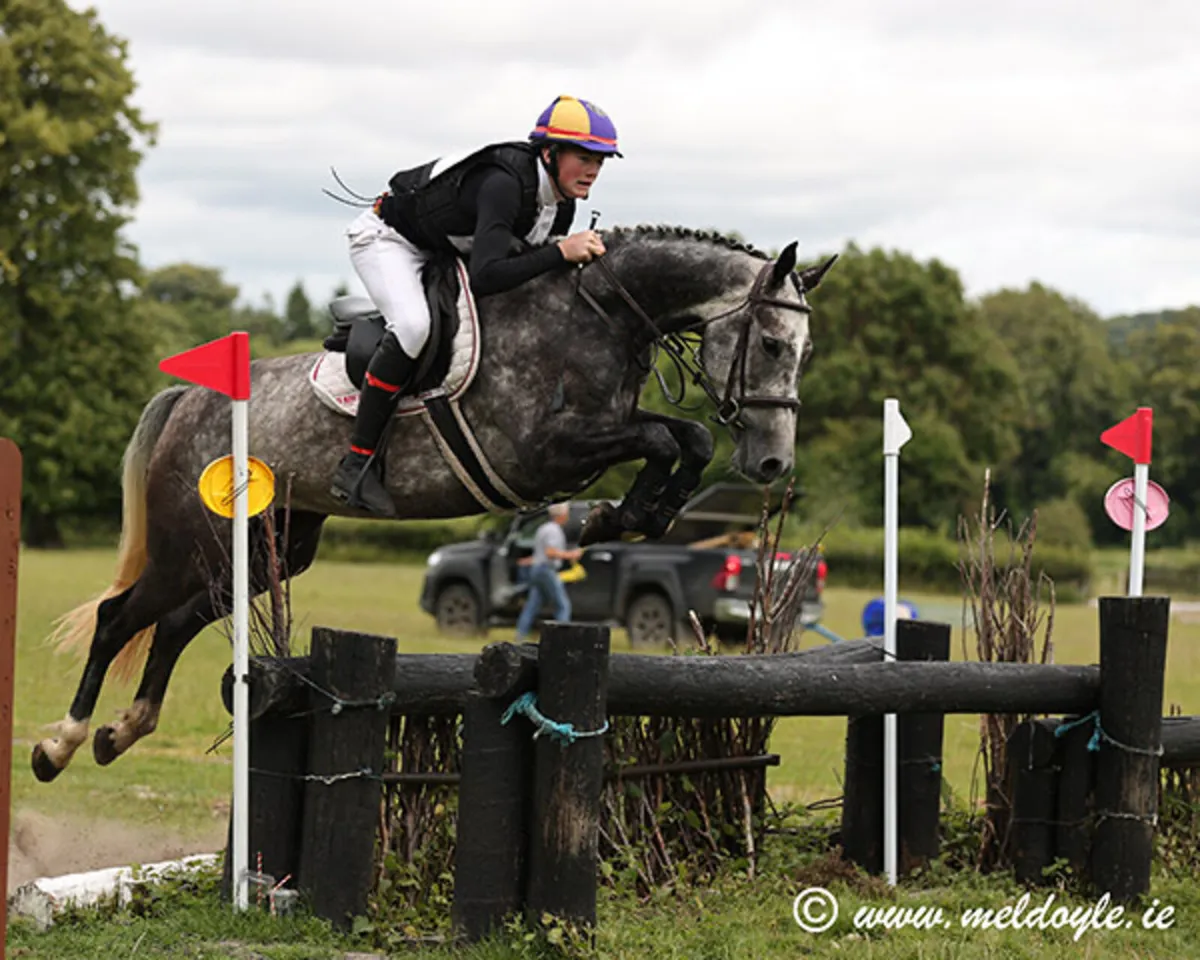 🌟Outstanding 7-Year-Old Grey Mare 🌟 - Image 1