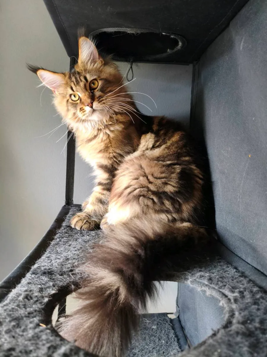TICA registered Maine coon kitten - he is reserved - Image 2