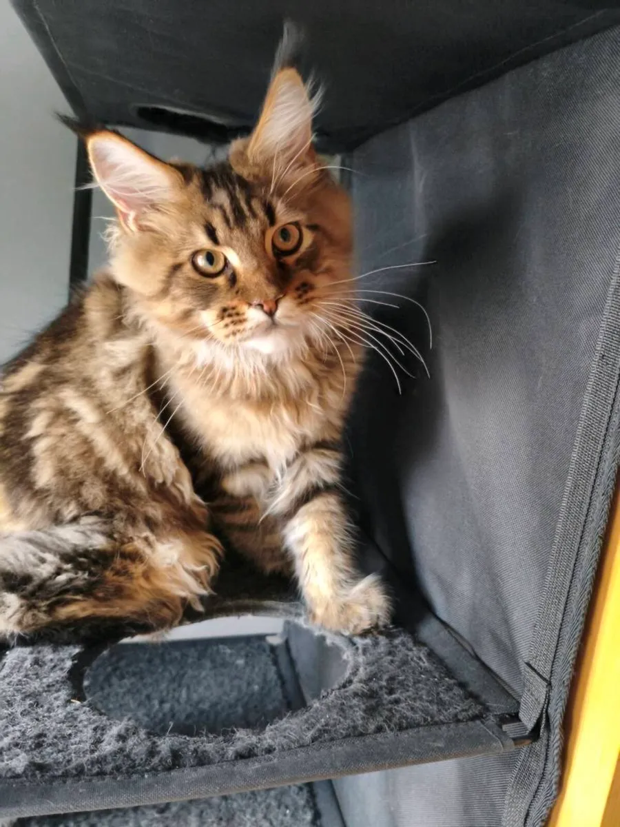 TICA registered Maine coon kitten - he is reserved - Image 3