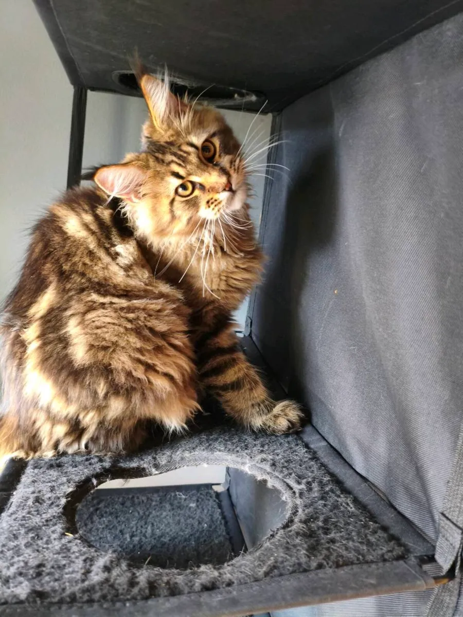 TICA registered Maine coon kitten - he is reserved - Image 4