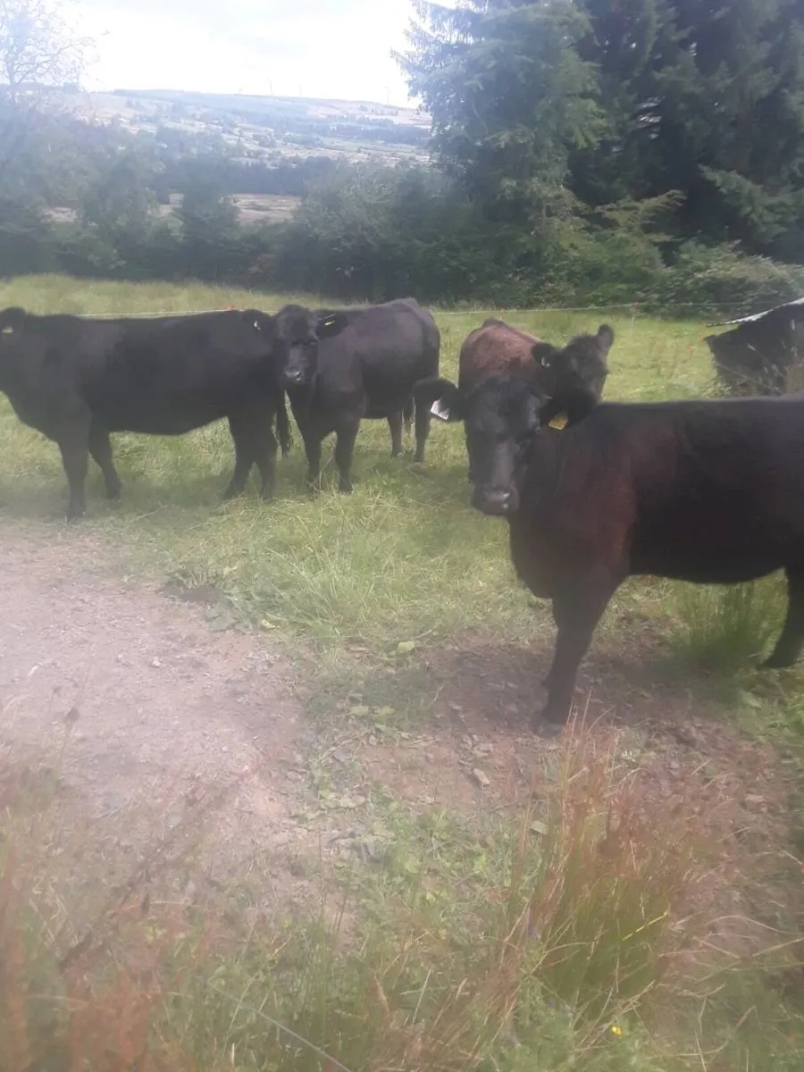 Pedigree regd Angus heifers - Image 3