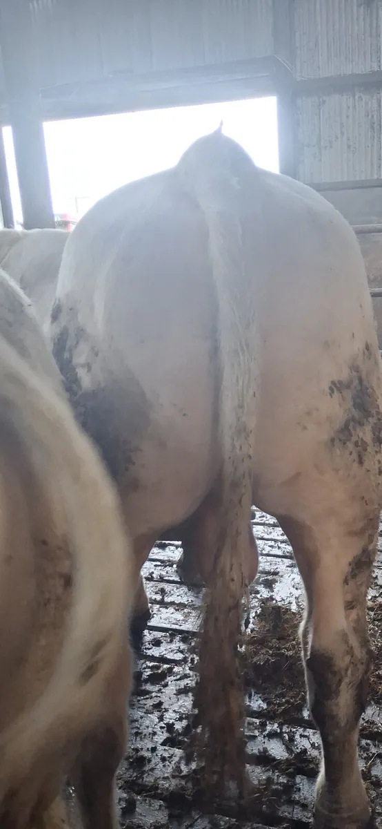 Pbr charolais bull - Image 2