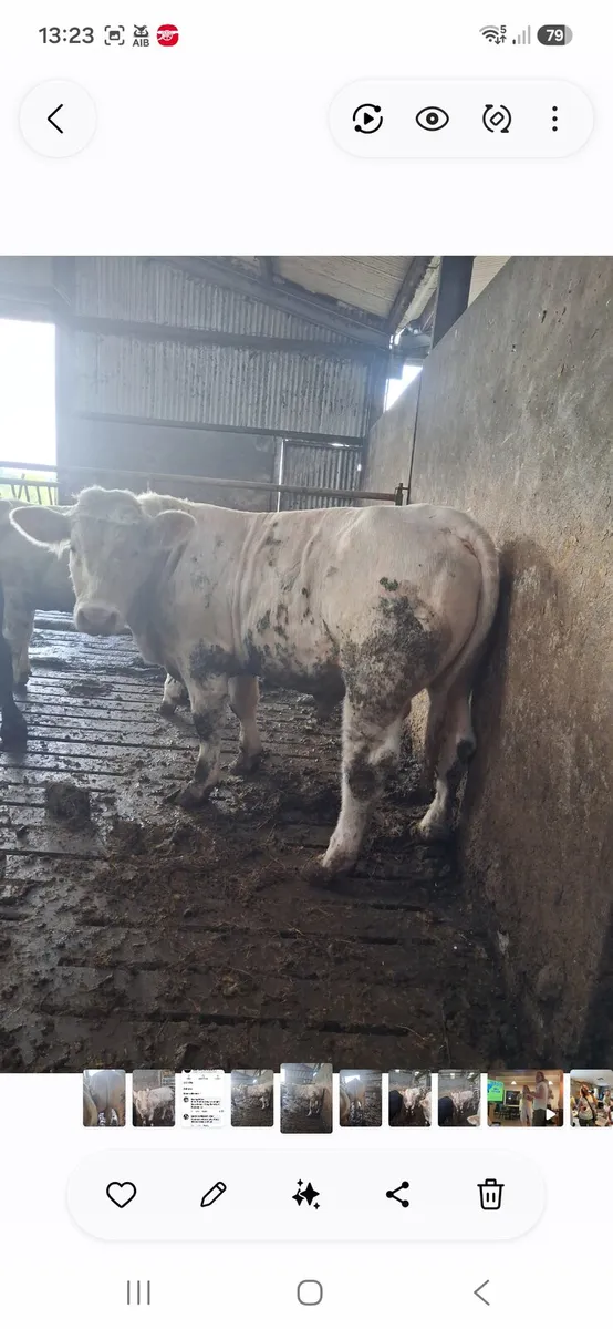 Pbr charolais bull - Image 1