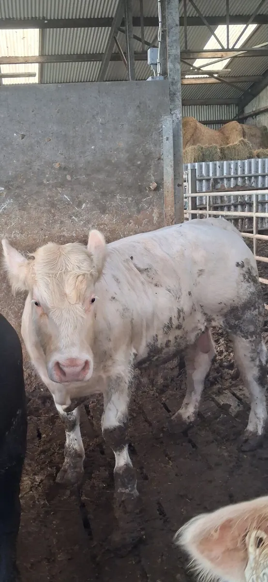 Pbr charolais bull - Image 3