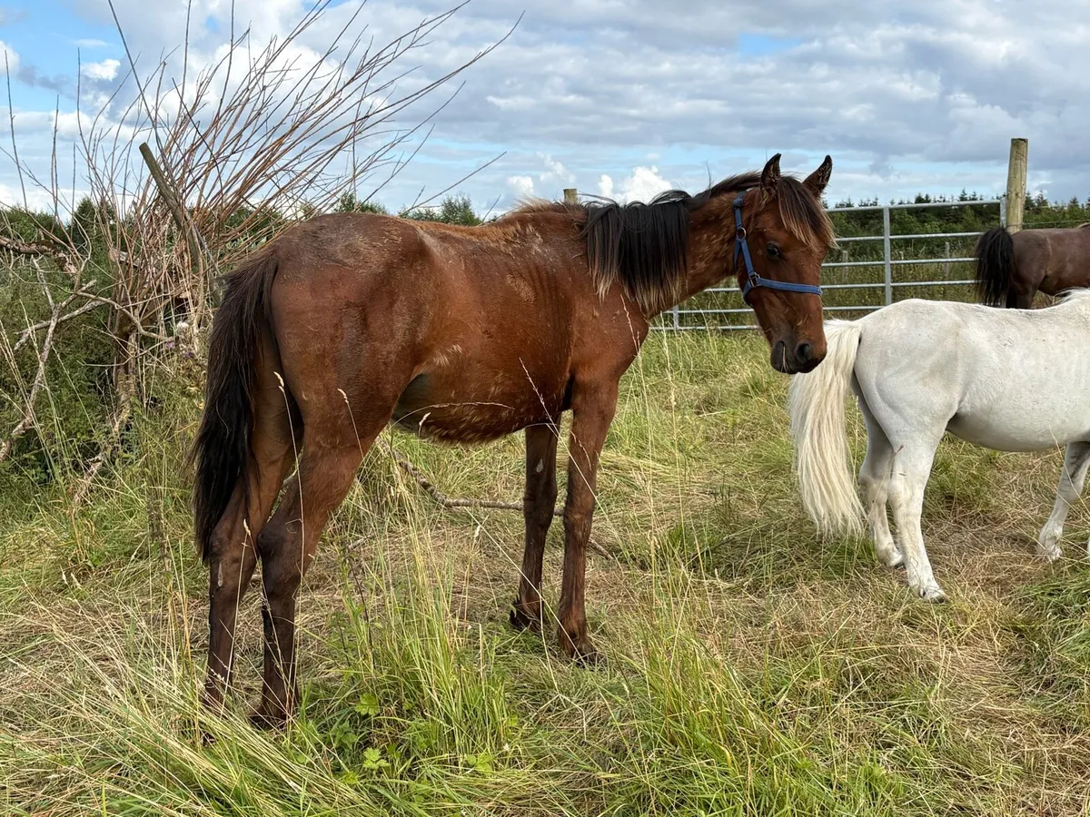 Yearling - Image 4