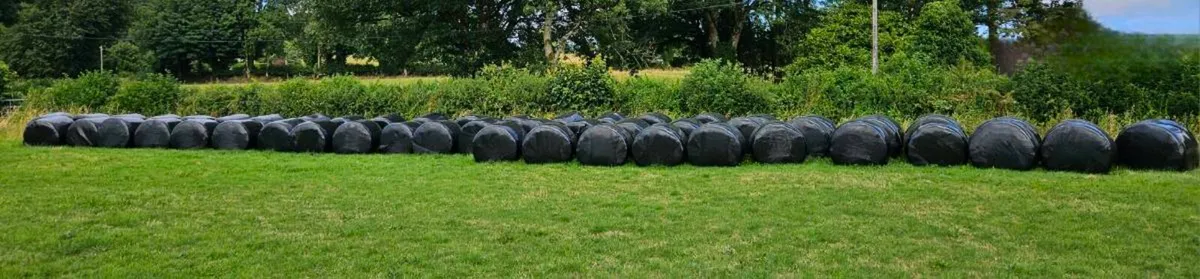 1st Cut Silage Bales - Image 2