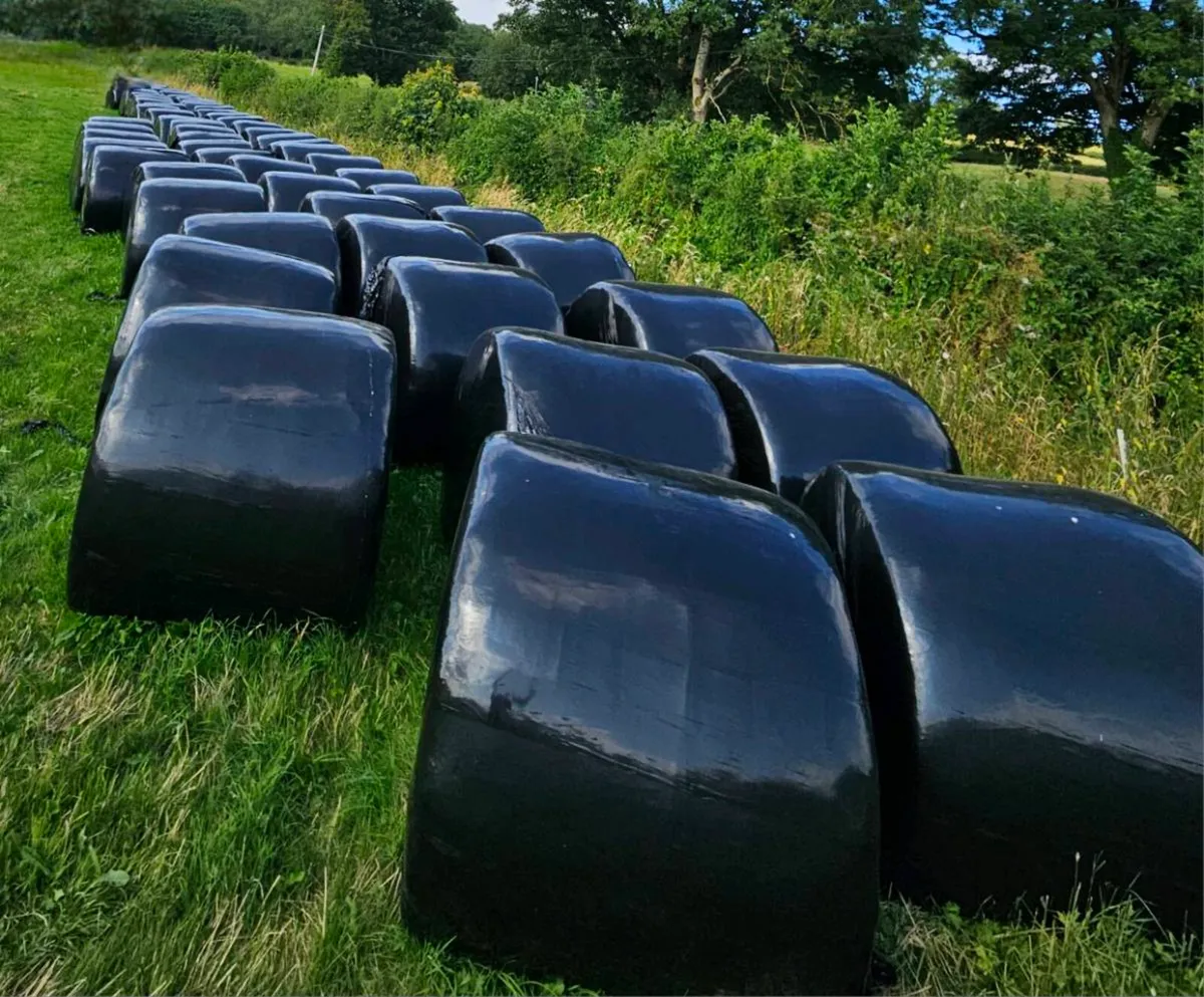 1st Cut Silage Bales - Image 1