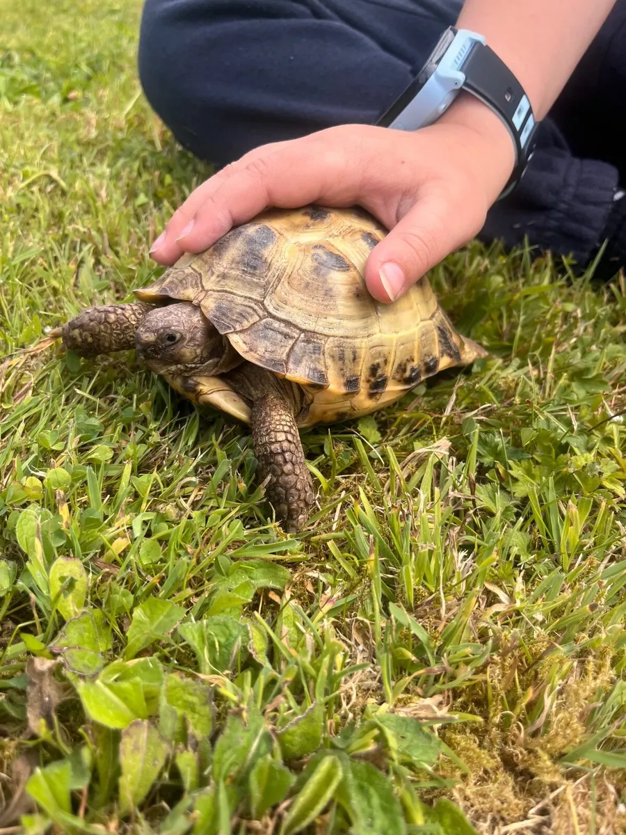 Tortoise reptile - Image 1
